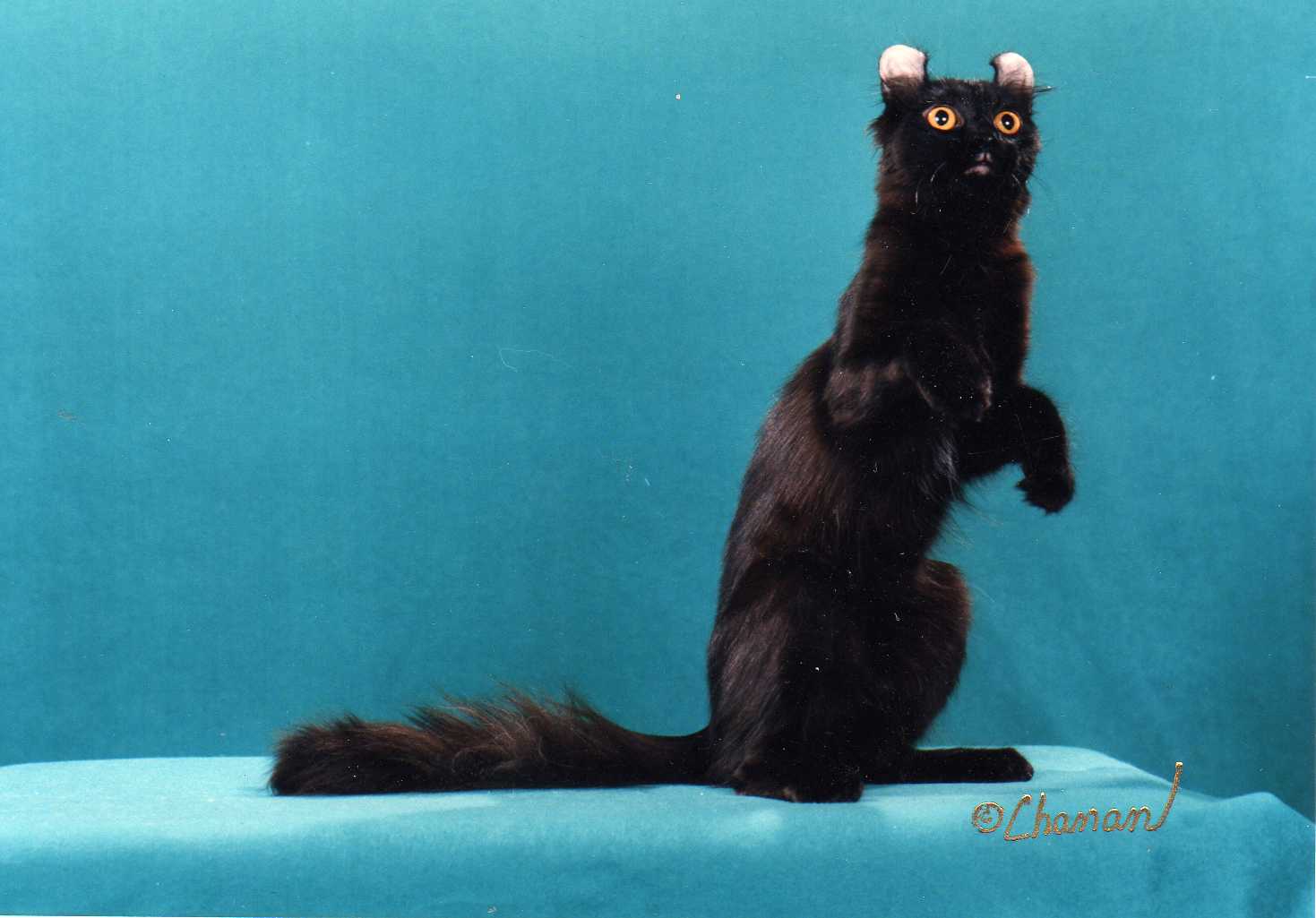 Американский керл котята черные